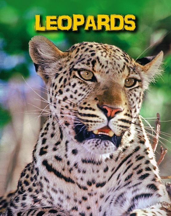 Leopards