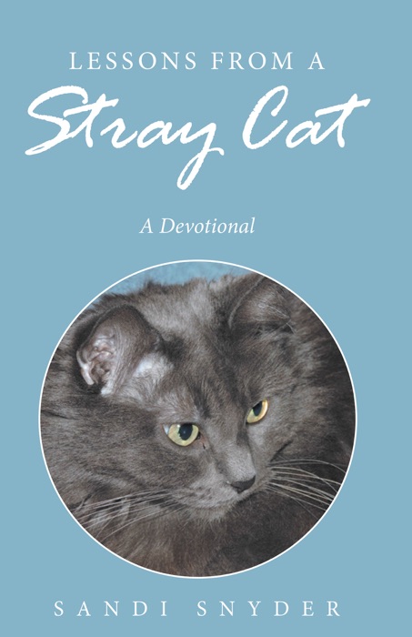 Lessons from a Stray Cat