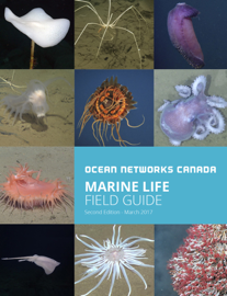 Marine Life Field Guide