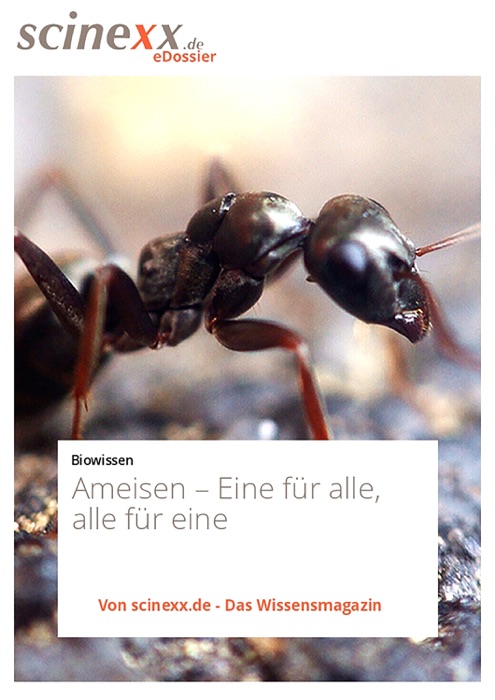 Ameisen