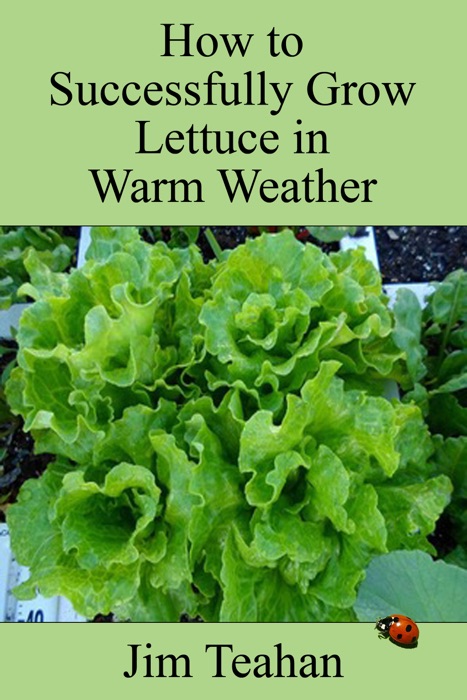 How to Successfully Grow Lettuce in Warm Weather