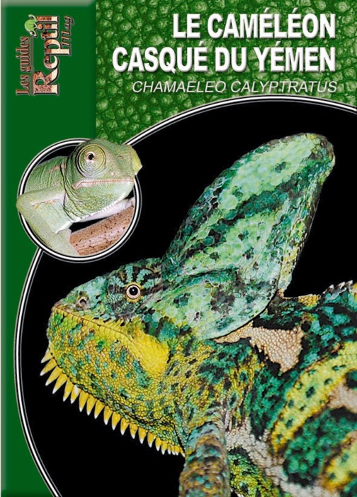 Le caméléon casqué du Yémen