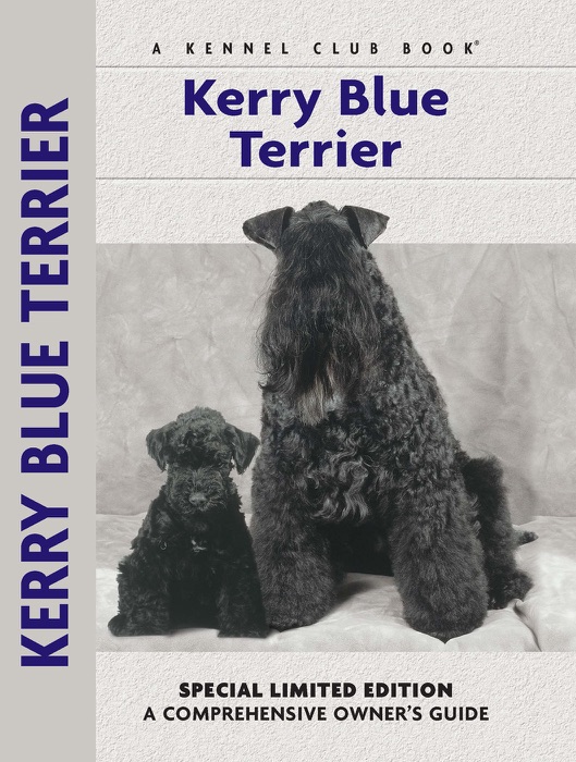 Kerry Blue Terrier