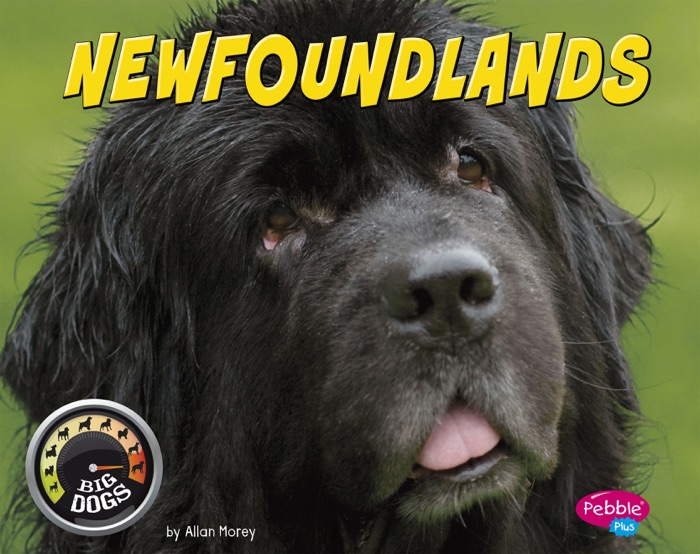 Newfoundlands