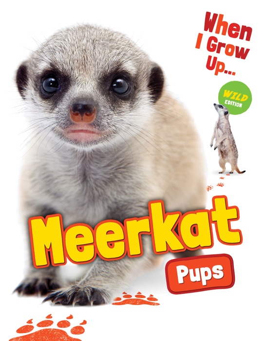 Meerkat Pups