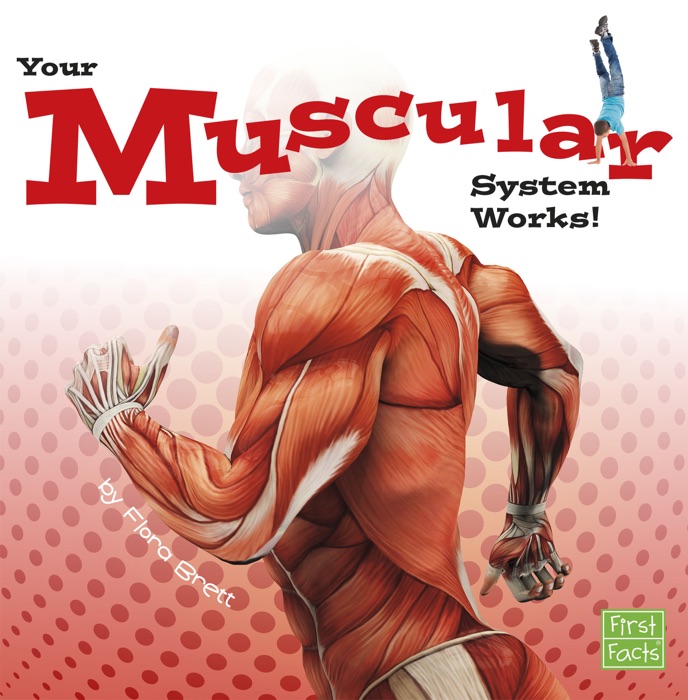 Your Muscular System Works!