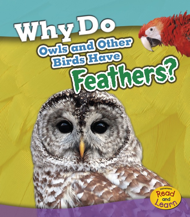 Why Do Owls and Other Birds Have Feathers?