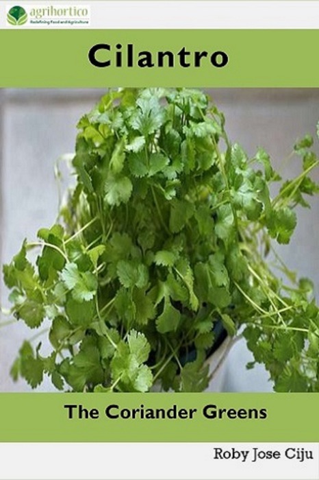 Cilantro