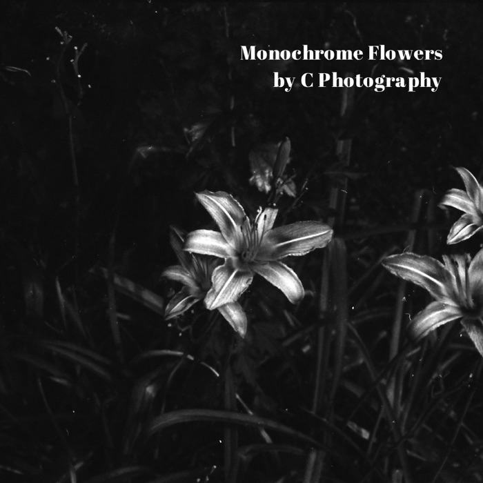 Monochrome Flowers