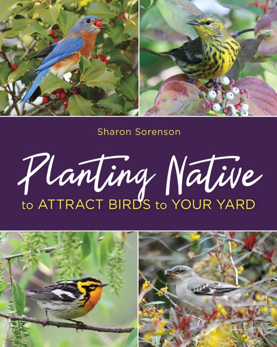 Planting Native to Attract Birds to Your Yard