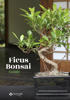 Ficus Bonsai Guide - Bonsai Empire