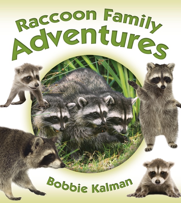 Raccoon Family Adventures