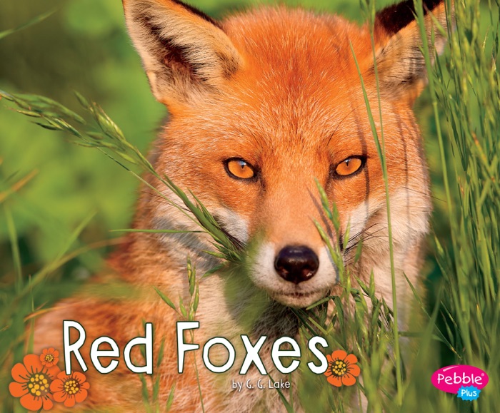 Red Foxes