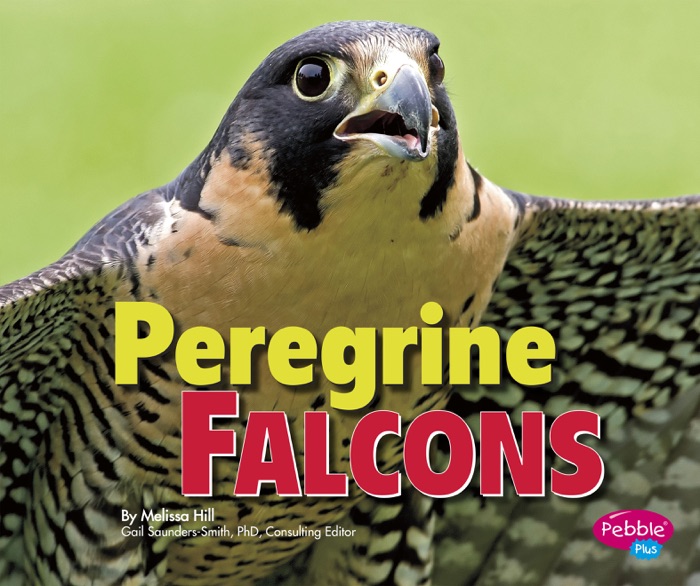 Peregrine Falcons