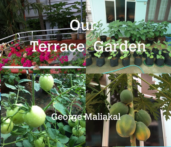 Our Terrace Garden