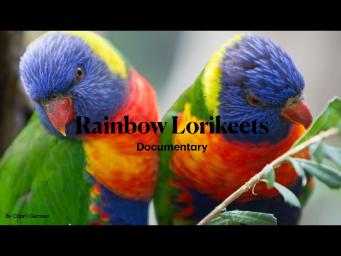 Rainbow Lorikeets