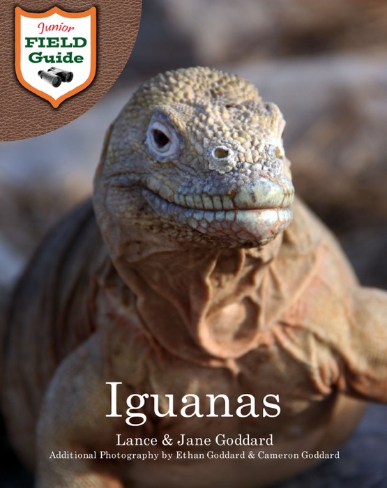 Iguanas