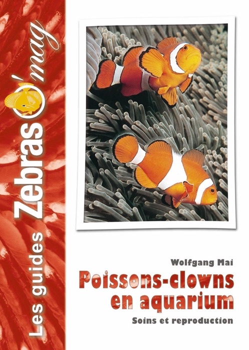 Poissons-clowns en aquarium