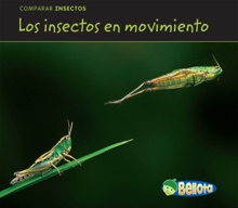 Los Insectos En Movimiento