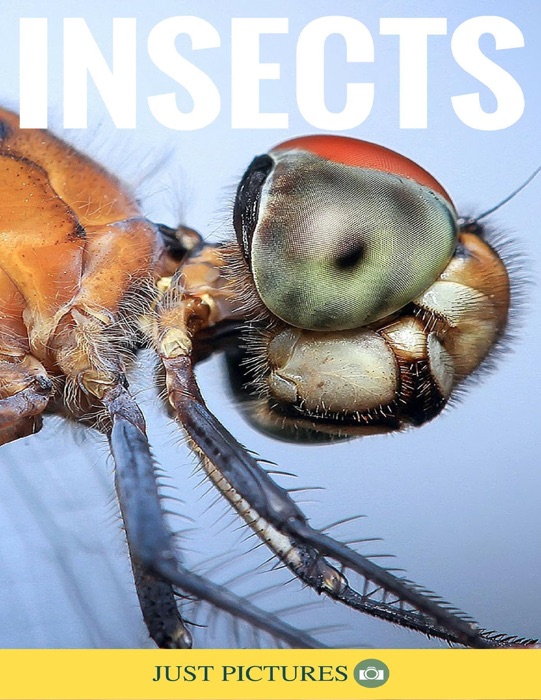 Insects