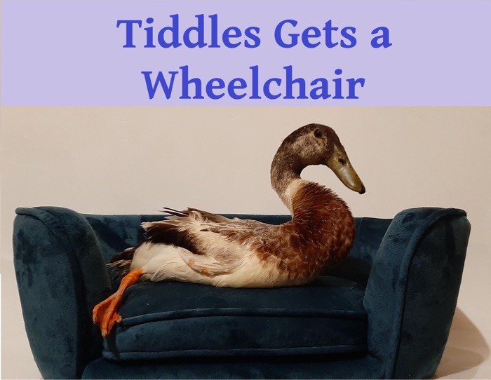 Tiddles Gets a Wheelchair