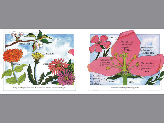 From Seed To Plant Printable Book