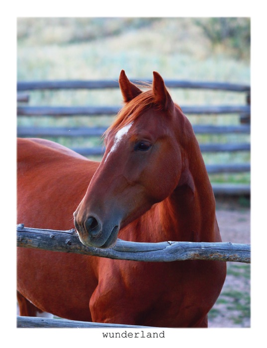 Equine Portraiture