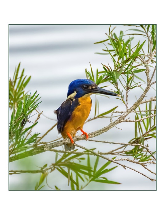 Birds of the Nepean River