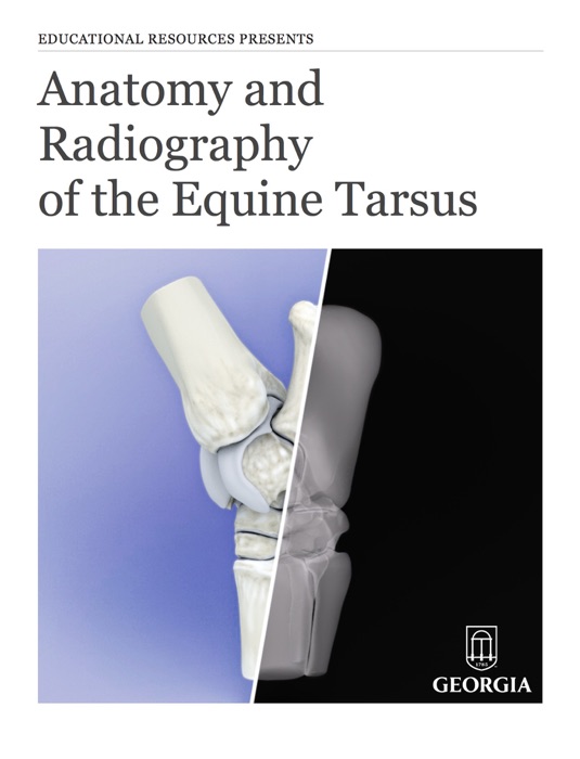 Anatomy and Radiography of the Equine Tarsus