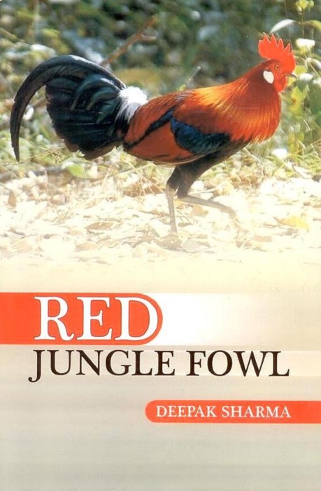 Red Jungle Fowl