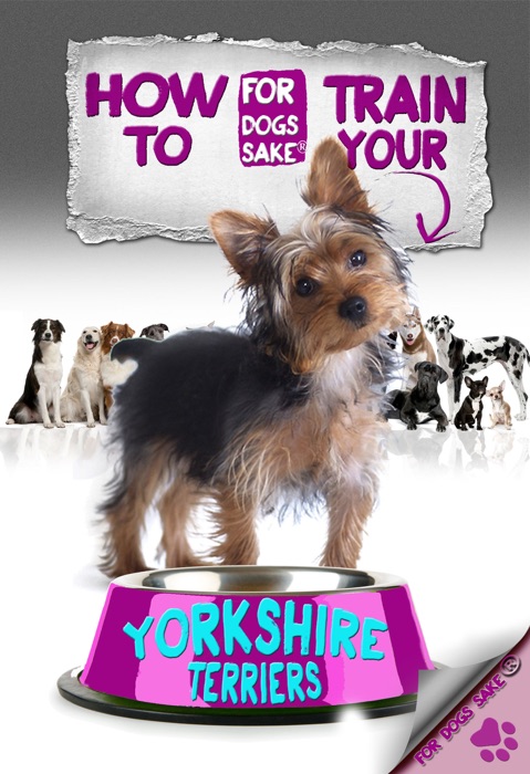 How to Train Your Yorkshire Terrier