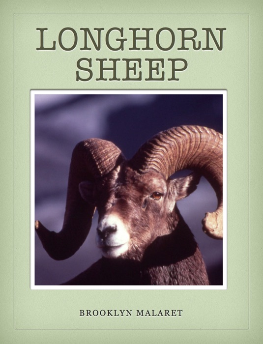 Longhorn Sheep