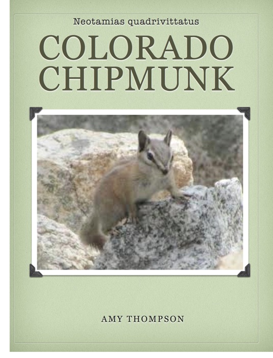 Colorado Chipmunk