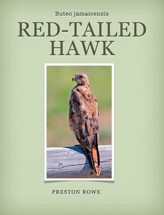 Red-Tailed Hawk