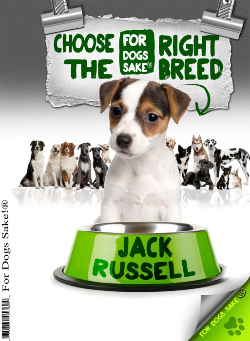 Choose the Right Breed: Jack Russell