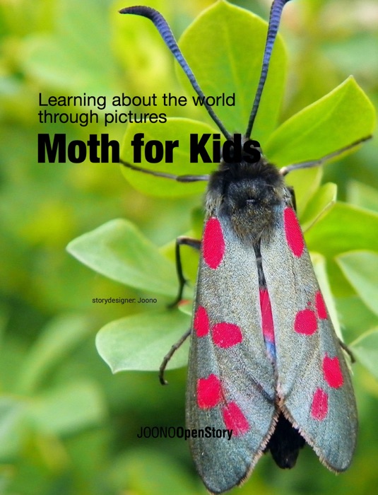 Moth for Kids