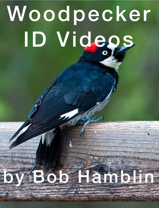 Woodpecker ID Videos