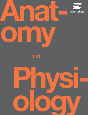 Read & Download Anatomy and Physiology Book by J. Gordon Betts, Peter DeSaix, Eddie Johnson, Jody E. Johnson, Oksana Korol, Dean Kruse, Brandon Poe, James A. Wise, Mark Womble & Kelly A. Young Online