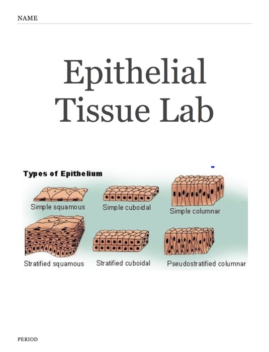 Epithelial Tissue Lab