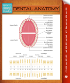 Dental Anatomy - Speedy Publishing