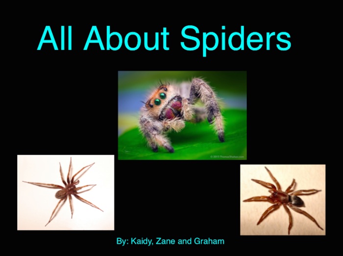 All About Spiders