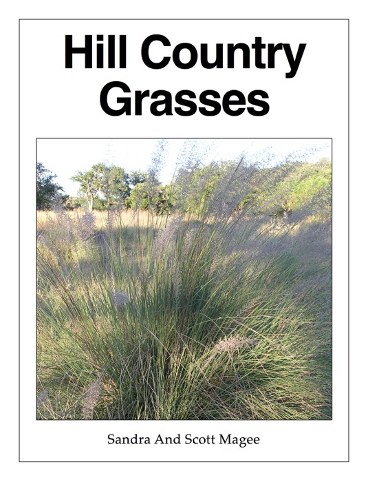 Hill Country Grasses