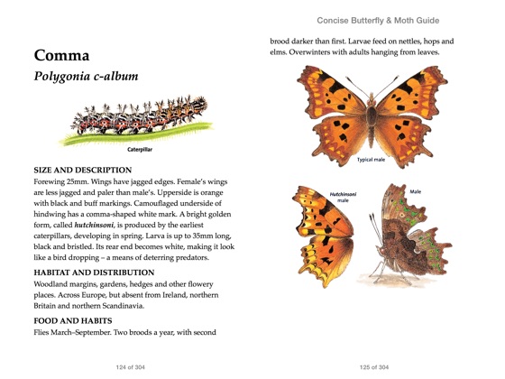 Concise Butterfly and Moth Guide
