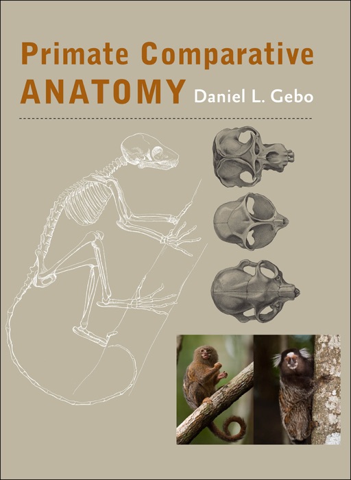 Primate Comparative Anatomy