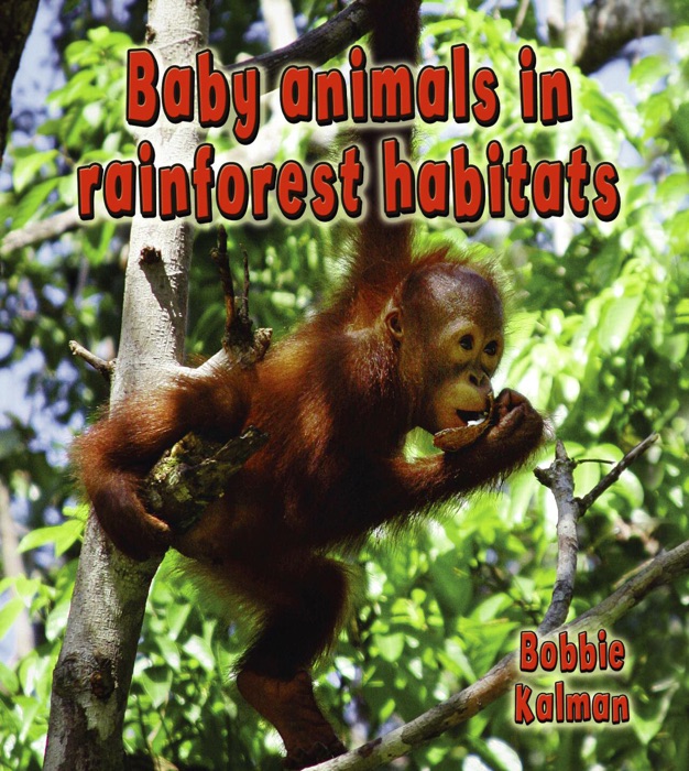 Baby animals in rainforest habitats