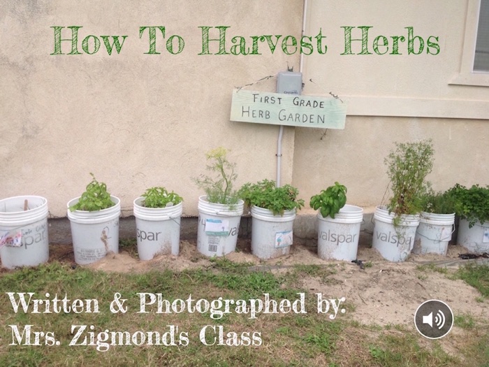 How To Harvest Herbs