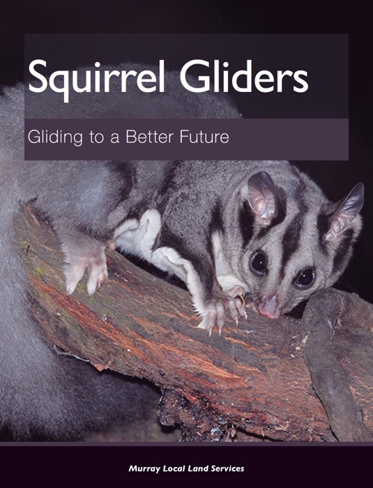 Squirrel Gliders