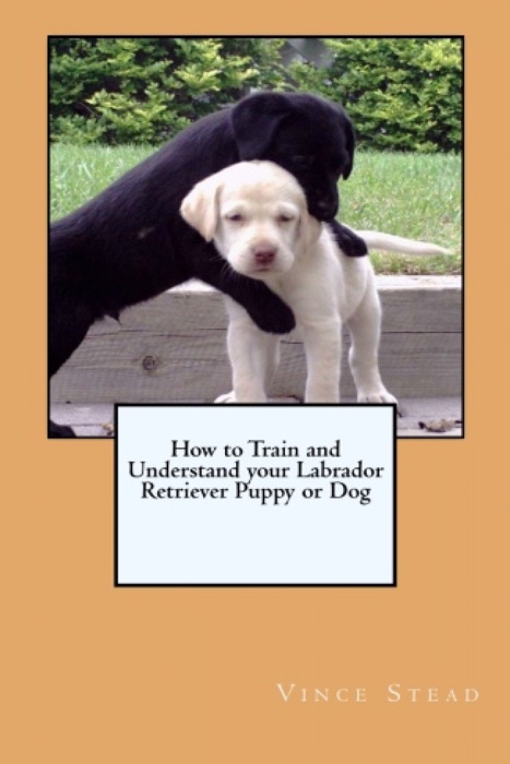 How to Train  and Understand  your Labrador Retriever  Puppy or Dog