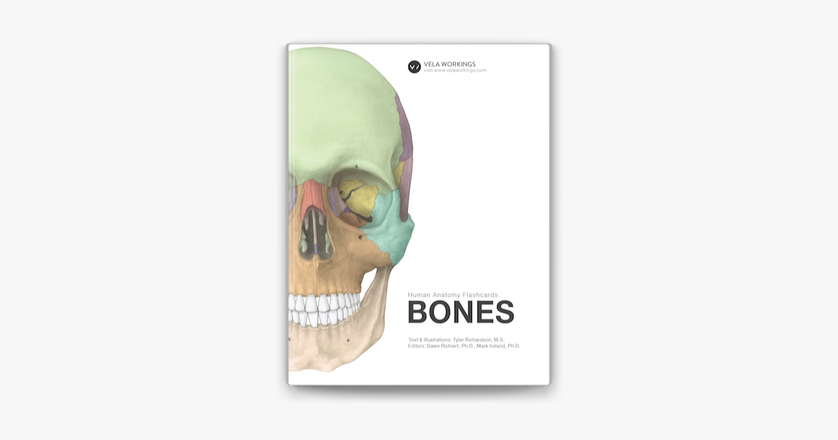 Human Anatomy Flashcards Bones On Apple Books