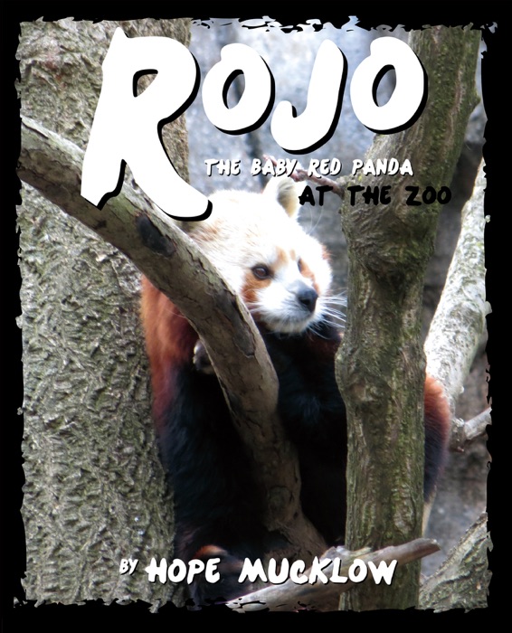 Rojo the Baby Red Panda at the Zoo